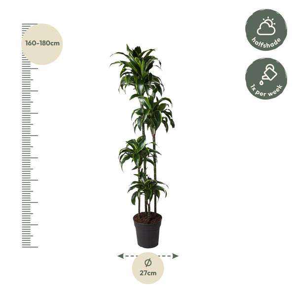 Drachenbaum ‚Dorado' – Dracaena fragrans – Ansicht 2