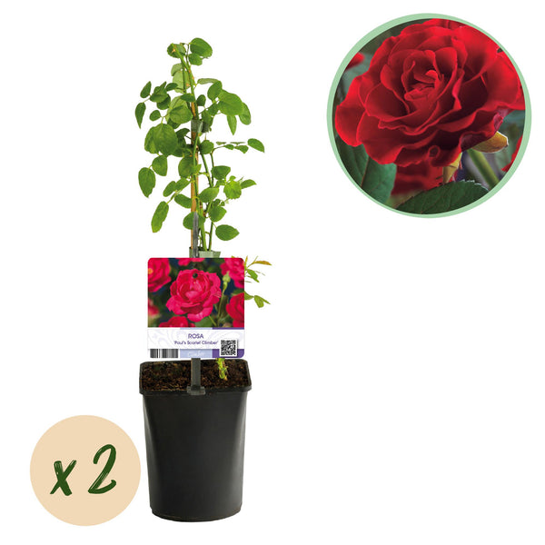 Kletterrose ‚Paul's Scarlet Climber' – Rosa