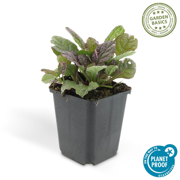 Kriechender Günsel ‚Burgundy Glow' – Ajuga reptans – Ansicht 3