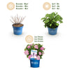 Bauernhortensie ‚Endless Summer The Original Pink' – Hydrangea macrophylla – Ansicht 4
