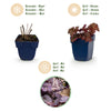 Purpurglöckchen ‚Palace Purple' – Heuchera micrantha – Ansicht 4