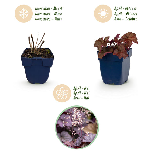 Purpurglöckchen ‚Palace Purple' – Heuchera micrantha – Ansicht 4