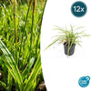 Japan-Segge ‚Aureovariegata' – Carex morrowii