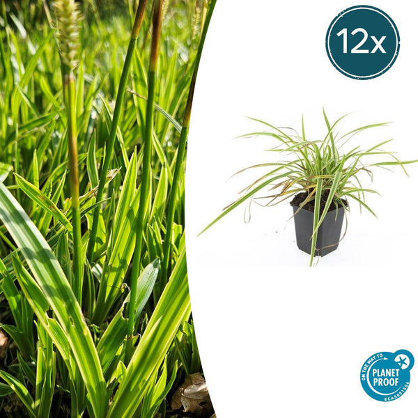 Japan-Segge ‚Aureovariegata' – Carex morrowii