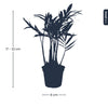 Bergpalme – Chamaedorea elegans – Ansicht 4