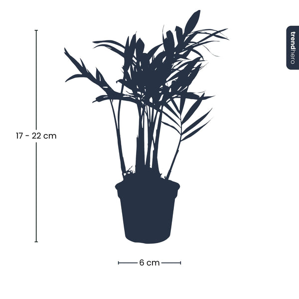 Bergpalme – Chamaedorea elegans – Ansicht 4
