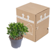 Geldbaum ‚Minova' – Crassula ovata – Ansicht 3