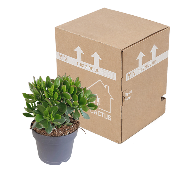 Geldbaum ‚Minova' – Crassula ovata – Ansicht 3