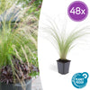 Federgras ‚Ponytails' – Stipa tenuissima