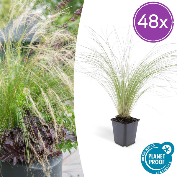 Federgras ‚Ponytails' – Stipa tenuissima