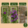 Waldrebe ‚Étoile Violette' – Clematis viticella – Ansicht 6