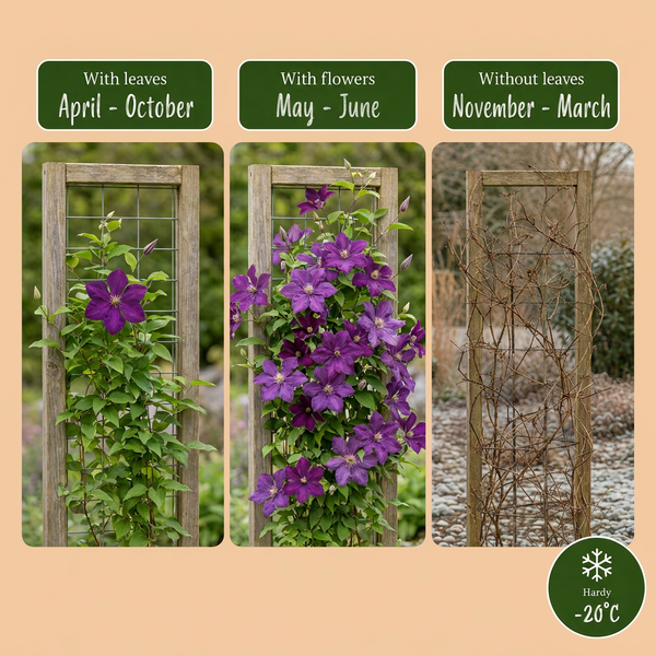 Waldrebe ‚Étoile Violette' – Clematis viticella – Ansicht 6