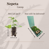 Katzenminze – Nepeta – Ansicht 6
