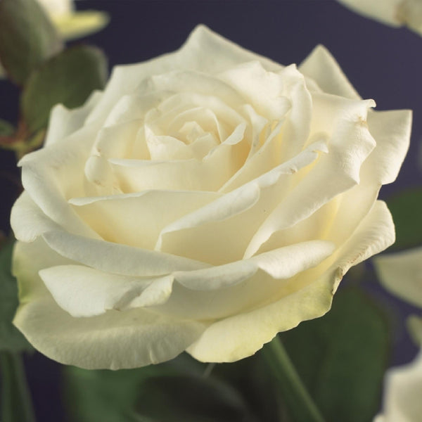 Kletterrose ‚White Climber' – Rosa – Ansicht 4