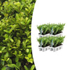 Japanische Stechpalme ‚Jenny' – Ilex crenata