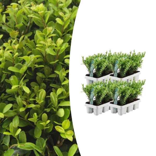 Japanische Stechpalme ‚Jenny' – Ilex crenata