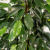 Birkenfeige ‚Danielle' – Ficus benjamina – Ansicht 4