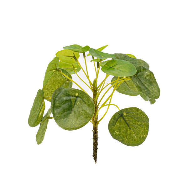 Kanonierblume ‚Mini Bush' – Pilea