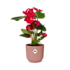 Flamingoblume – Anthurium andreanum – Ø 14 cm · 40 cm