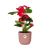 Flamingoblume – Anthurium andreanum – Ø 14 cm · 40 cm