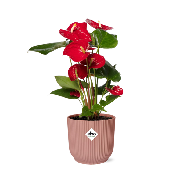 Flamingoblume – Anthurium andreanum – Ø 14 cm · 40 cm