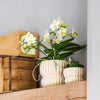 Schmetterlingsorchidee ‚Botanic' – Phalaenopsis – Ansicht 3