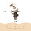 Fächerahorn ‚Atropurpureum' – Acer palmatum – Ansicht 3