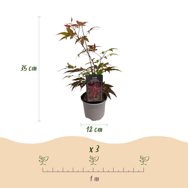 Fächerahorn ‚Atropurpureum' – Acer palmatum – Ansicht 3