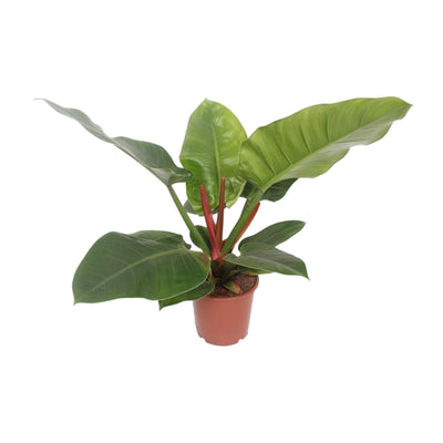 Philodendron ‚Imperial Green'