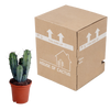 Heidelbeerkaktus – Myrtillocactus geometrizans – Ansicht 4