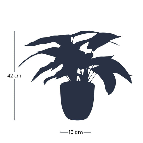 Kunstpflanze Calathea Zebrina im schwarzen Topf – Ansicht 3