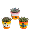 Sukkulenten-Set „Echeveria-Mix“ – 3 Echeverien – Ansicht 7