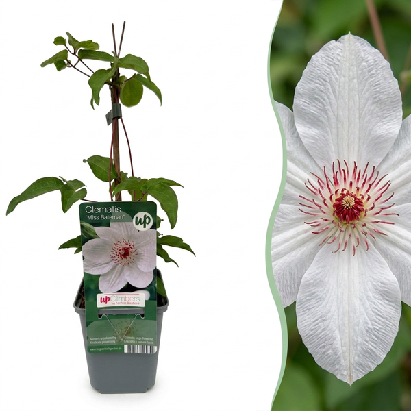 Waldrebe ‚Miss Bateman' – Clematis
