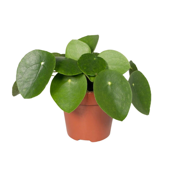 Ufopflanze – Pilea peperomioides