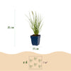 Lampenputzergras ‚Little Bunny' – Pennisetum alopecuroides – Ansicht 3
