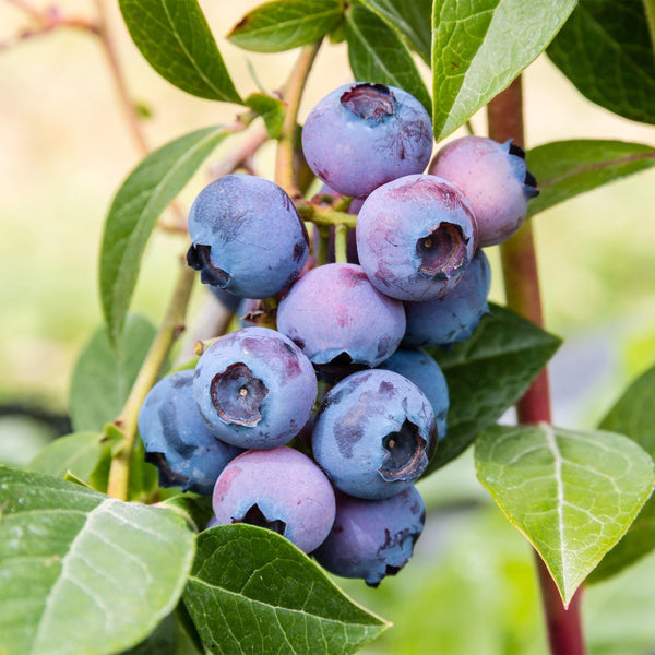 Heidelbeere ‚Jersey' – Vaccinium corymbosum – Ansicht 5
