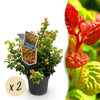 Traubenheide ‚Curly Gold' – Leucothoe fontanesiana