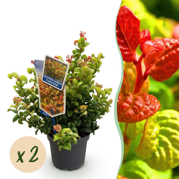 Traubenheide ‚Curly Gold' – Leucothoe fontanesiana