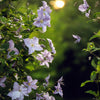 Waldrebe ‚Blue Angel' – Clematis – Ansicht 5