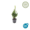 Buchsbaum – Buxus sempervirens – Ansicht 4