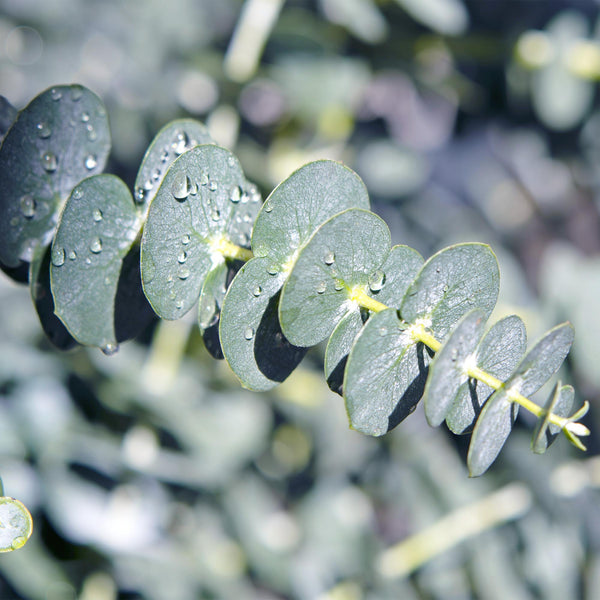 Eukalyptus – Eucalyptus gunnii – Ansicht 5