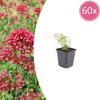 Rote Spornblume ‚Coccineus' – Centranthus ruber