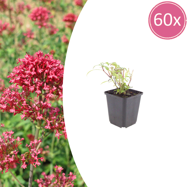 Rote Spornblume ‚Coccineus' – Centranthus ruber