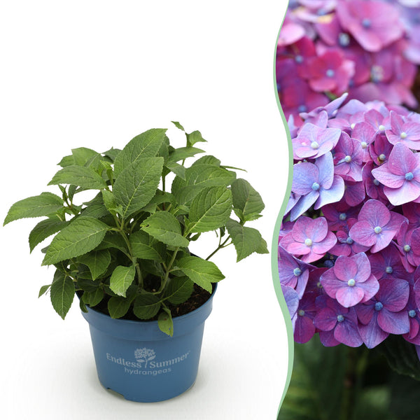 Bauernhortensie ‚Endless Summer Summer Love Purple' – Hydrangea macrophylla – 1 Stück
