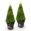 Buchsbaum ‚BetterBuxus Skylight' – Buxus sempervirens