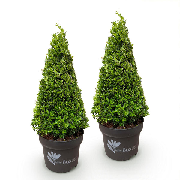 Buchsbaum ‚BetterBuxus Skylight' – Buxus sempervirens