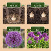 Zierlauch ‚Purple Sensation' – Allium hollandicum – Ansicht 4