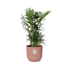 Bergpalme – Chamaedorea elegans