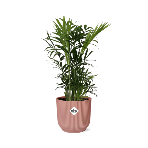 Bergpalme – Chamaedorea elegans