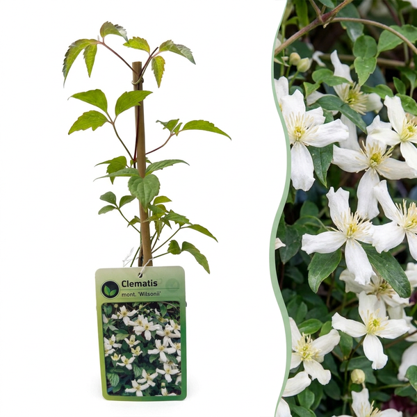 Bergwaldrebe ‚Wilsonii' – Clematis montana